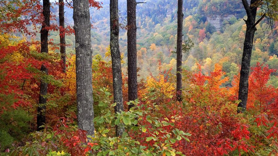 أحمر River Gorge Fall Color