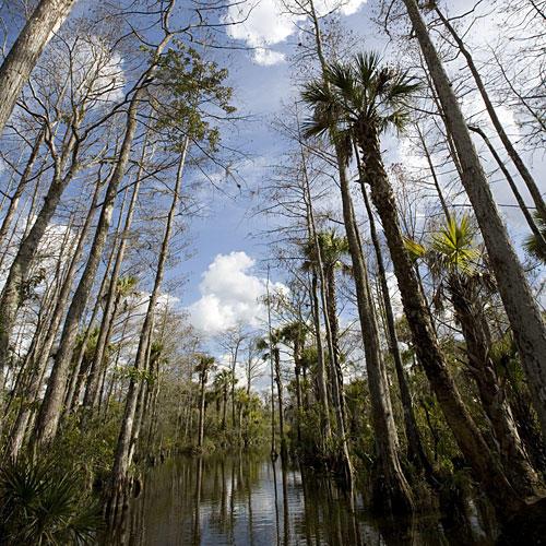 Florida Everglades, Loop Road: How to Help