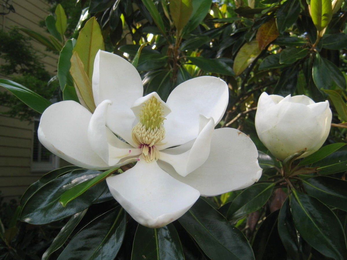 magnoliabloom_phixr.jpg