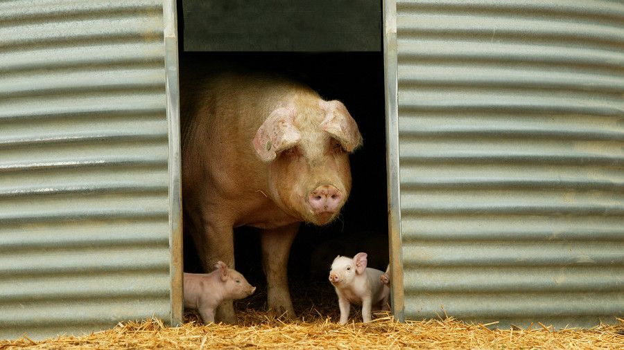 ماما pig with two piglets