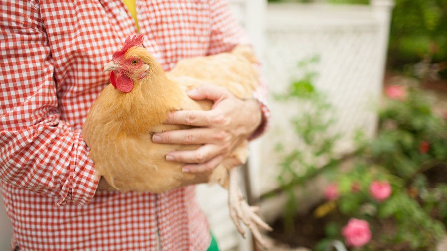 يغلق، arms of man (Jimmie Henslee) holding chicken while walking in front of chicken coop in garden.