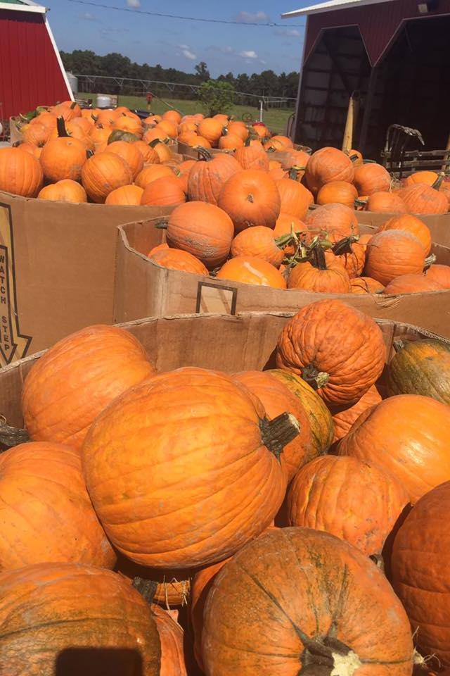 Mejor Pumpkin Patches in Every Southern State Mississippi