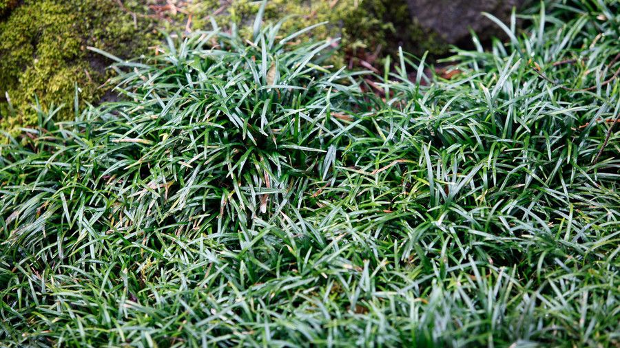 mondo grass ground cover