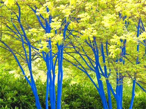 Modrý Trees Norcross Ga