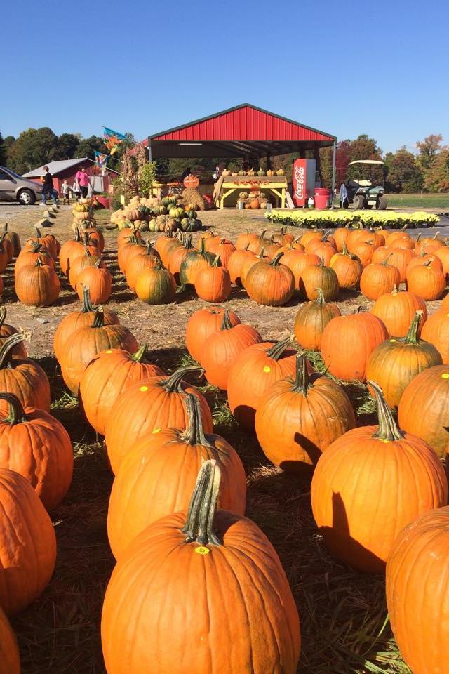 Mejor Pumpkin Patches in Every Southern State North Carolina