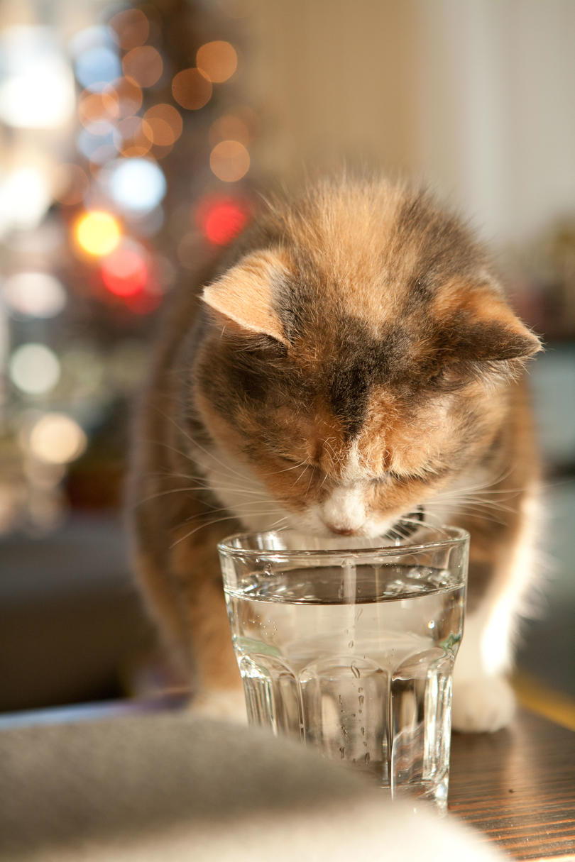 оранжев Cat Drinking from Glass