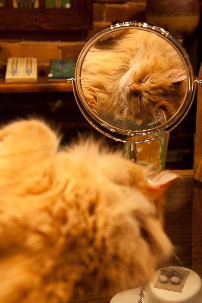 оранжев Cat Looking in Mirror