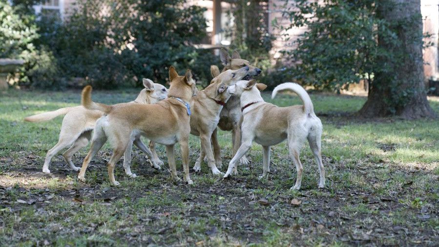 пакет of Dogs Playing