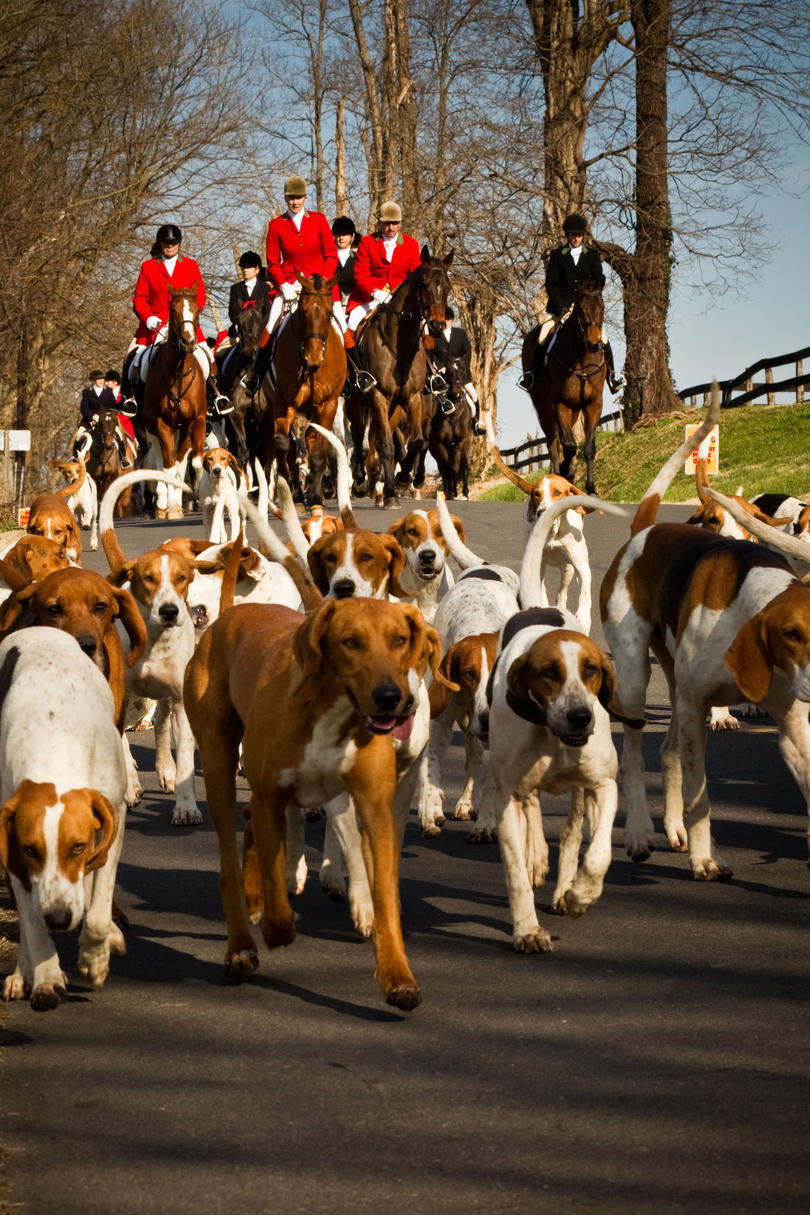 Middleburg Hunt Christmas Parade hunting dogs