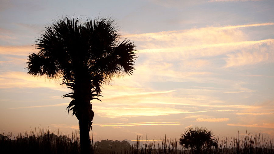 Palma Tree at the Beach Sunrise/Sunset