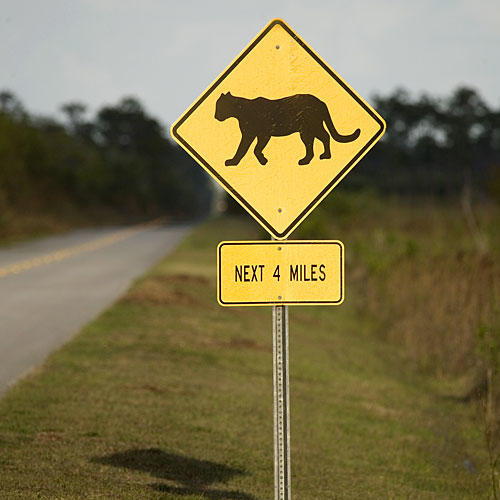 Florida Everglades: Panthers Street Sign