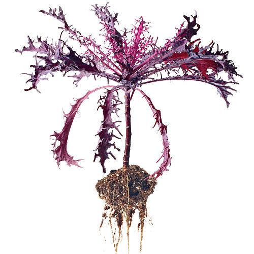 'Peacock Red' Kale
