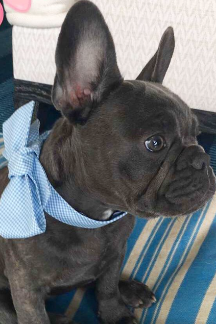 Pimienta Dog Bow Tie Collar