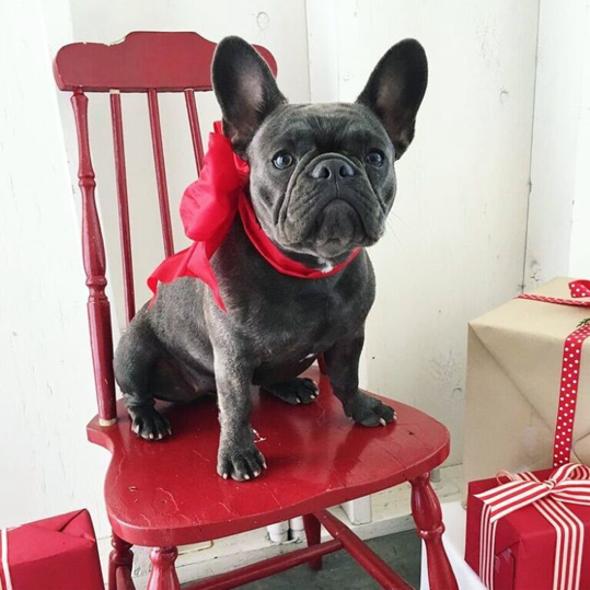 فلفل the Dog Helping to Wrap Reese's Christmas Presents 