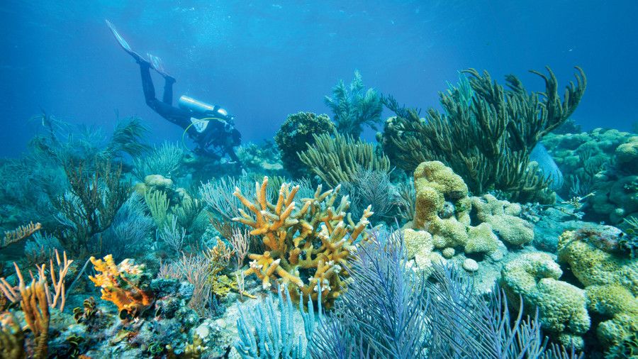 Fuldkommenhed Reef in Dry Tortugas National Park