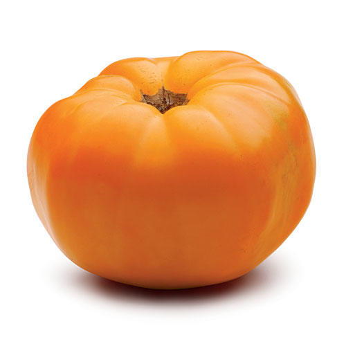 البرتقالي Tomatoes