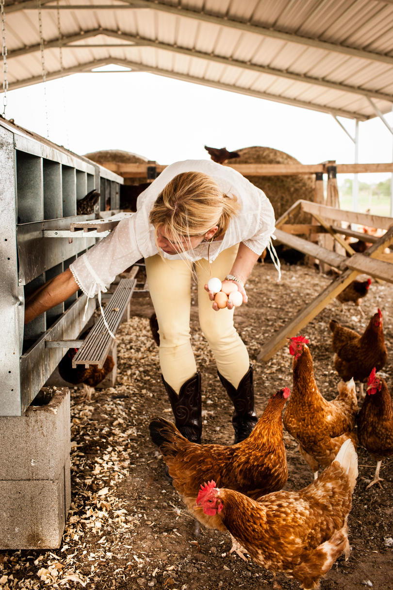 Policía Farms. Woman (Marianna Peeler) is gathering eggs in chicken coop.