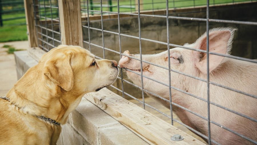 豚 and dog meeting