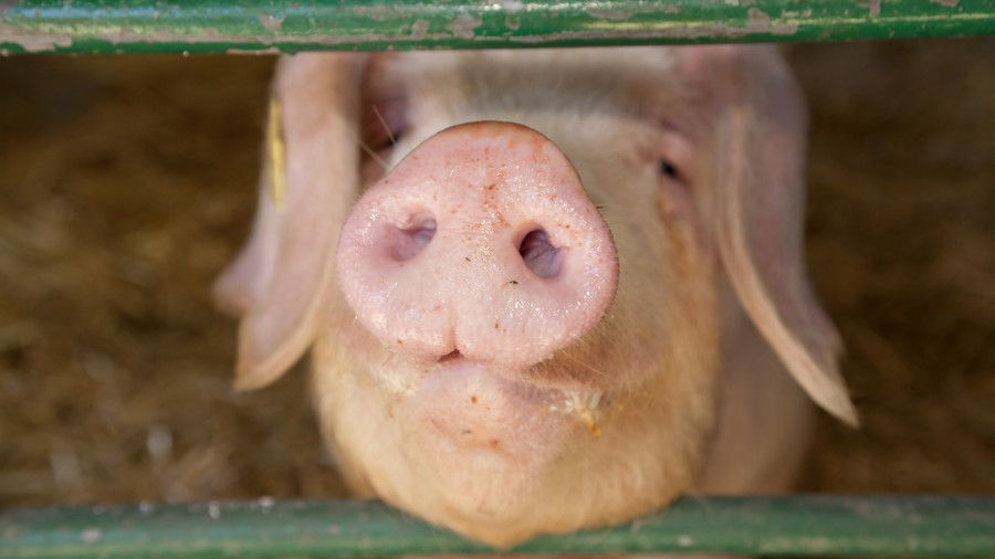豚 sticking nose through gate