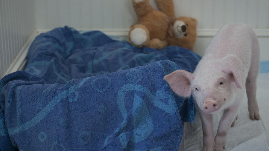 豚 next to bed with teddy bear