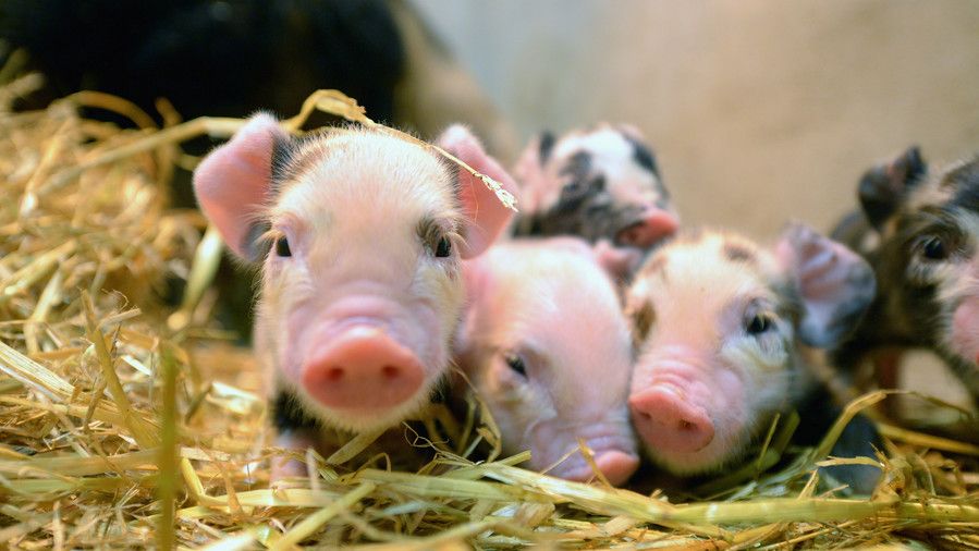 الخنازير in hay