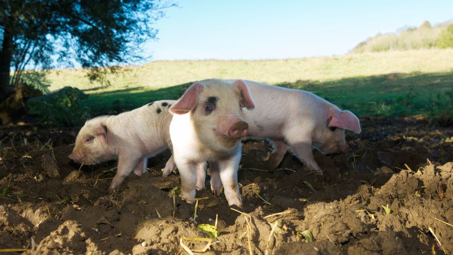 Tres pigs in mud