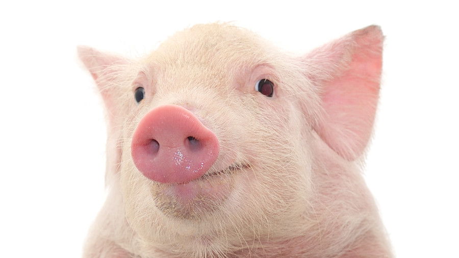 розов pig face