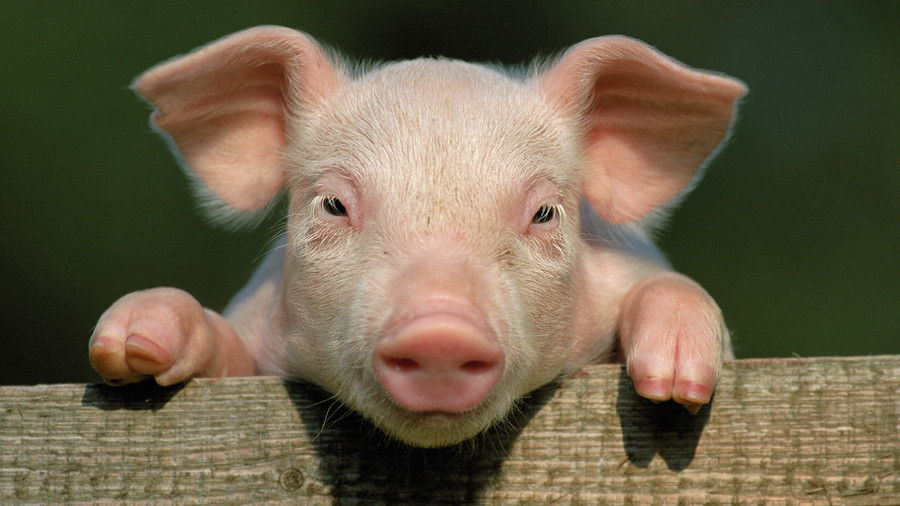 ピンク pig leaning on wooden fence