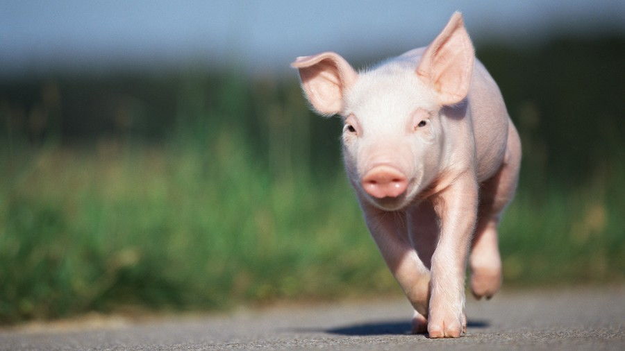 lyserød pig running down road
