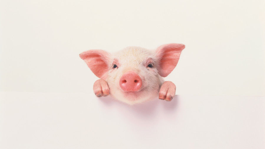 lyserød pig with smiling face