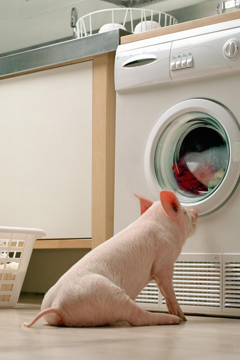 růžový pig watching dryer