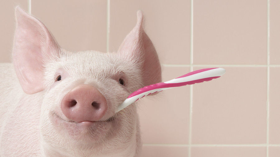 розов pig with toothbrush