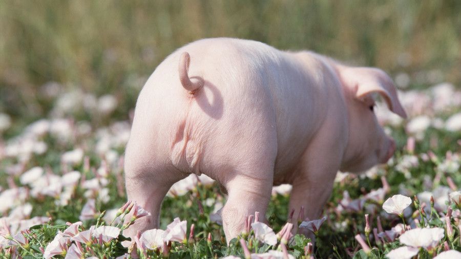 розов piglet walking in field of flowers