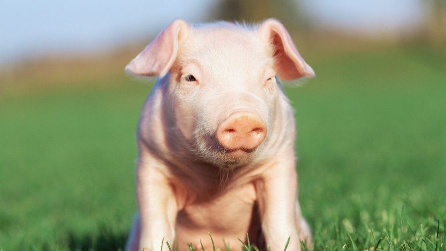 розов piglet sitting in grass field