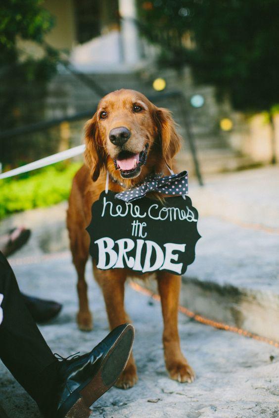 犬 in Wedding grand entrance