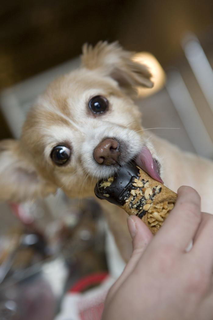 кученце eating dog treat