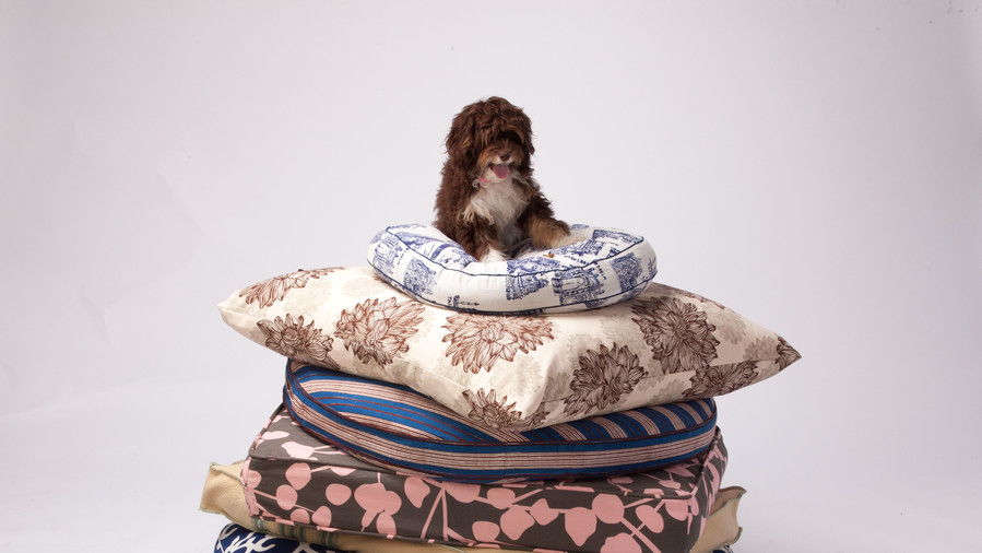 кученце on stack of dog beds