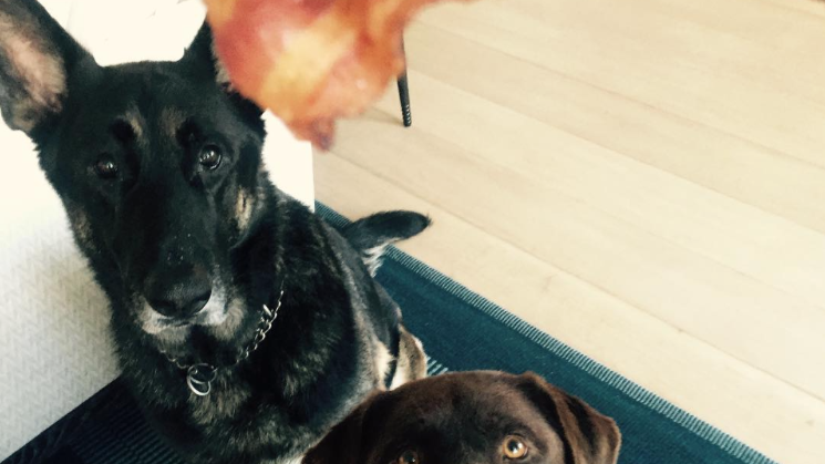 ريس's Dogs Love Bacon