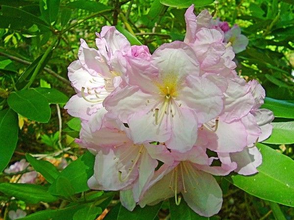 rhododendron_phixr-e1437423811891.jpg