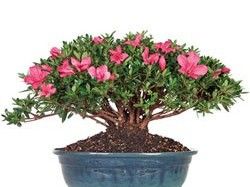 ساتسوكي-bonsai.jpg