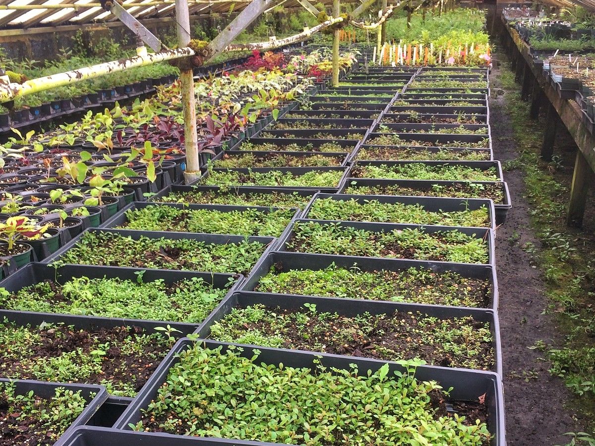 شجرة المغنولية Garden Seedlings