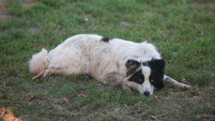 овчар dog laying down