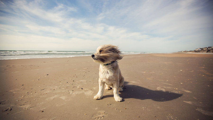 Pequeña dog running on beach