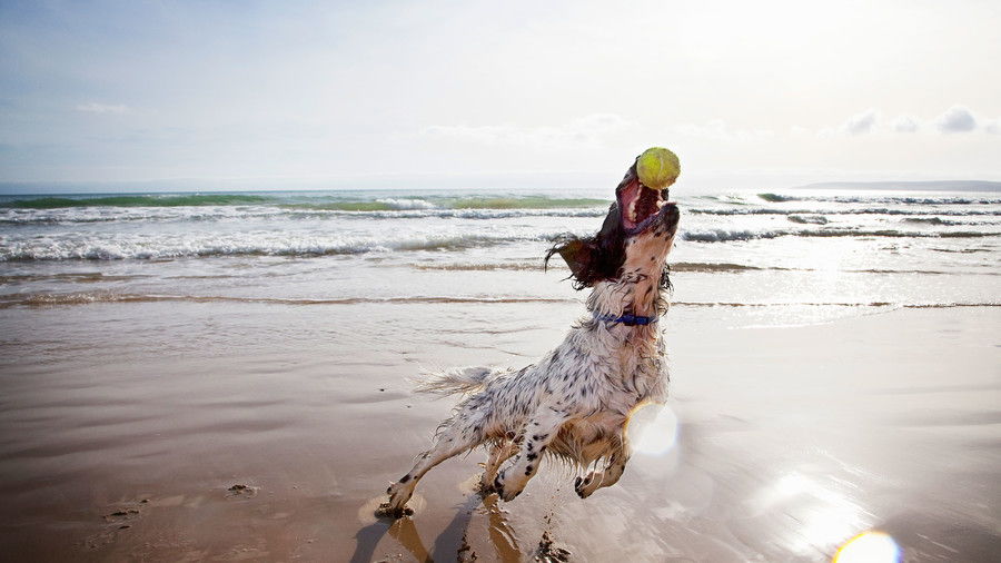 Spaniel Catching Ball on Beach