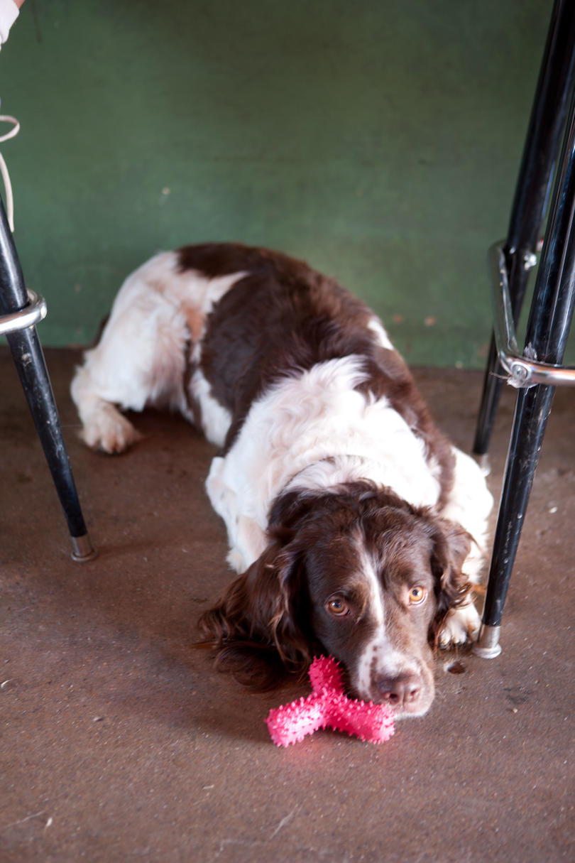 spaniel with toy at bar
