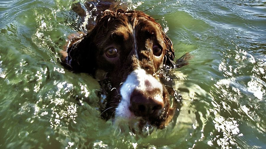 Hundehvalp Swimming