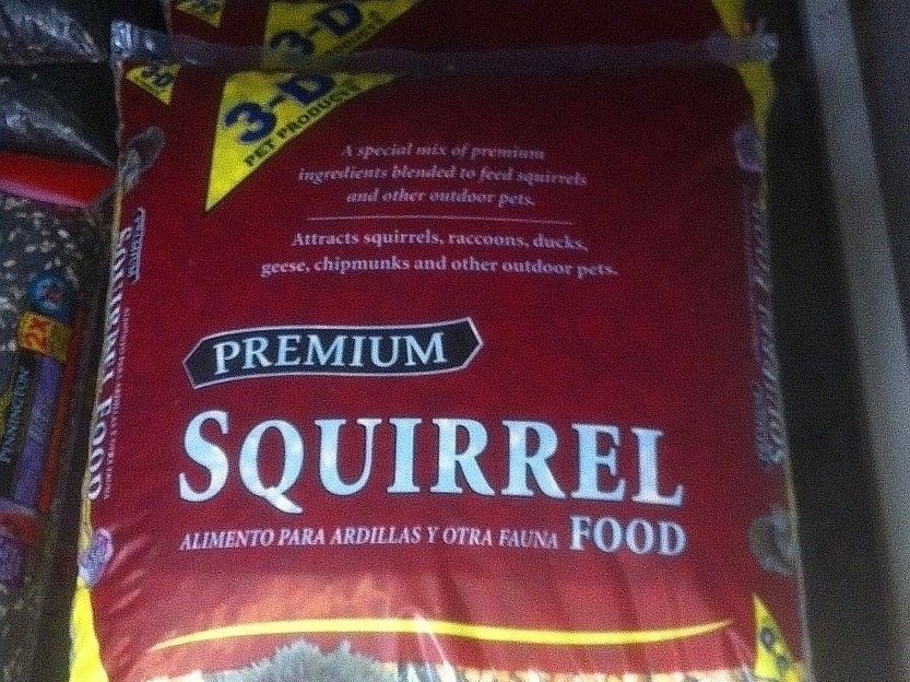 squirrel-food_phixr_phixr.jpg