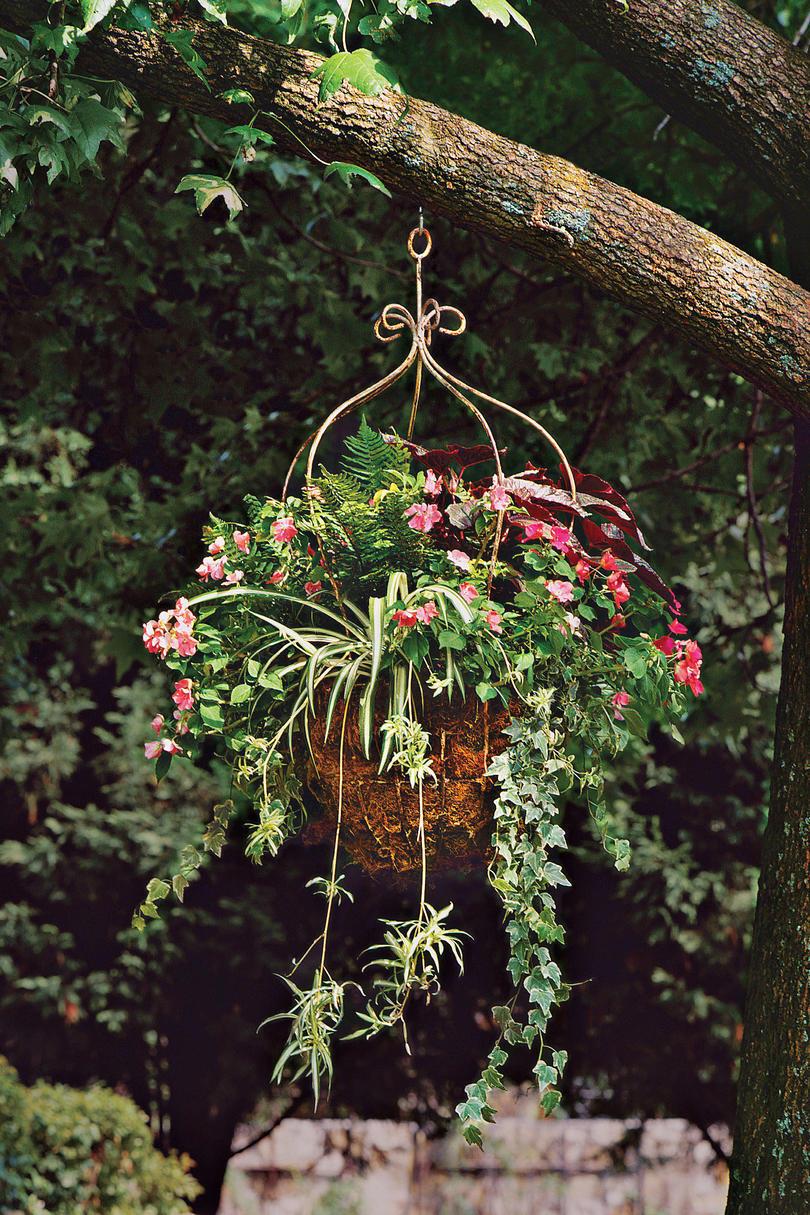 インパチェンス Spider Plant, Begonias, Ferns & Ivy