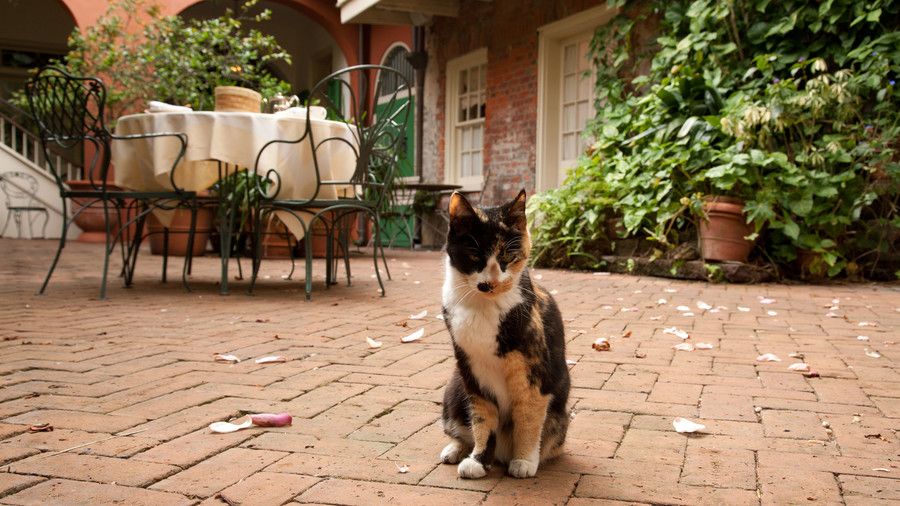 клюкарка Cat in Courtyard