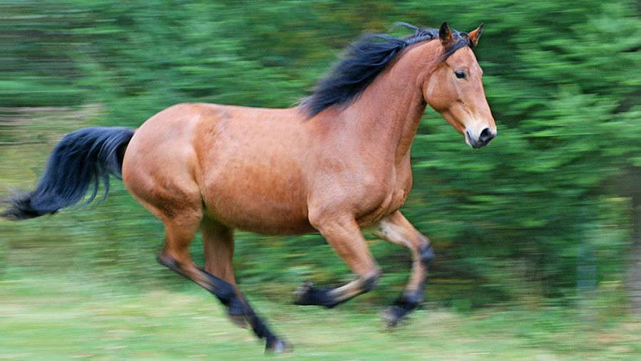 Bronceado horse galloping